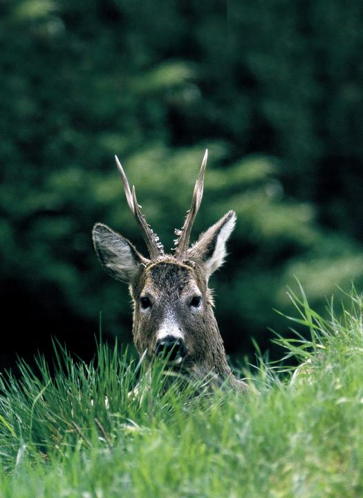  Srnec obecný ( Capreolus capreolus )
