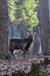 Jelen Sika Dybowského (Cervus nipon nipon)