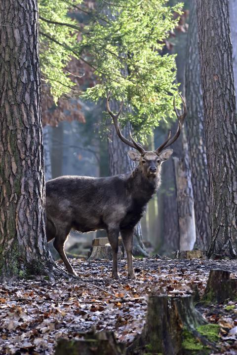 Jelen Sika Dybowského (Cervus nipon nipon)