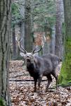 Jelen Sika Dybowského (Cervus nipon nipon)