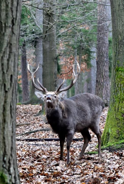 Jelen Sika Dybowského (Cervus nipon nipon)