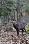 Jelen Sika Dybowského (Cervus nipon nipon)