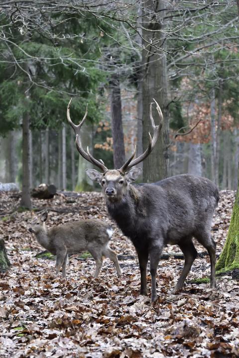 Jelen Sika Dybowského (Cervus nipon nipon)