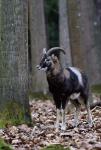 Muflon (Ovis musimon)