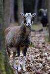 Muflon (Ovis musimon)