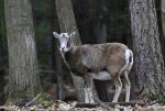Muflon (Ovis musimon)