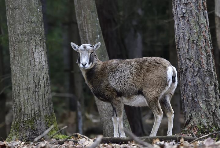 Muflon (Ovis musimon)