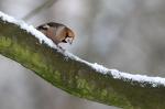Dlask tlustozobý (Coccothraustes coccothraustes)