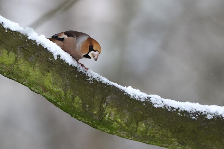 Dlask tlustozobý (Coccothraustes coccothraustes)