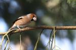 Dlask tlustozobý (Coccothraustes coccothraustes)