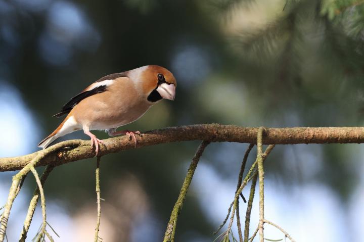 Dlask tlustozobý (Coccothraustes coccothraustes)