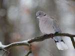 Hrdlička zahradní (Streptopelia decaocto)