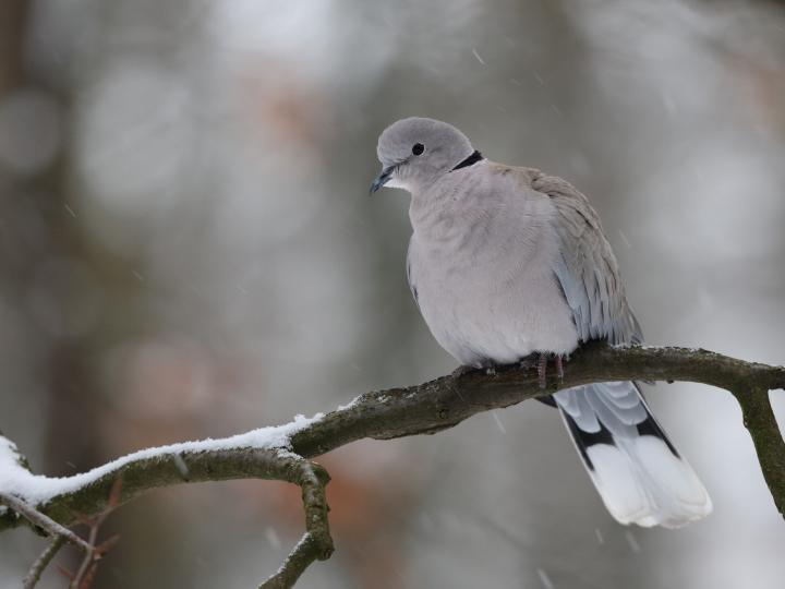 Hrdlička zahradní (Streptopelia decaocto)