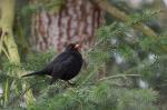 Kos černý (Turdus merula)