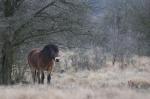Kůň divoký (Equus ferus)