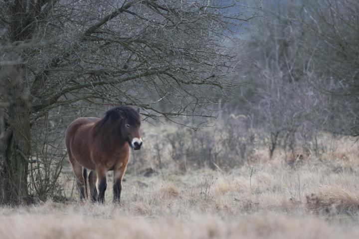 Kůň divoký (Equus ferus)
