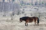 Kůň divoký (Equus ferus)