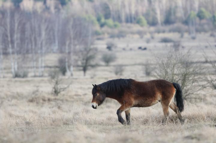 Kůň divoký (Equus ferus)