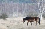 Kůň divoký (Equus ferus)
