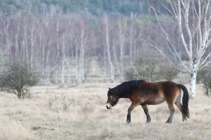 Kůň divoký (Equus ferus)