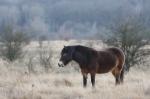 Kůň divoký (Equus ferus)