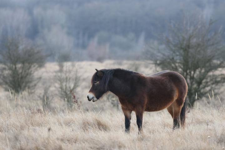 Kůň divoký (Equus ferus)