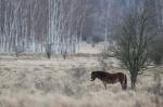 Kůň divoký (Equus ferus)