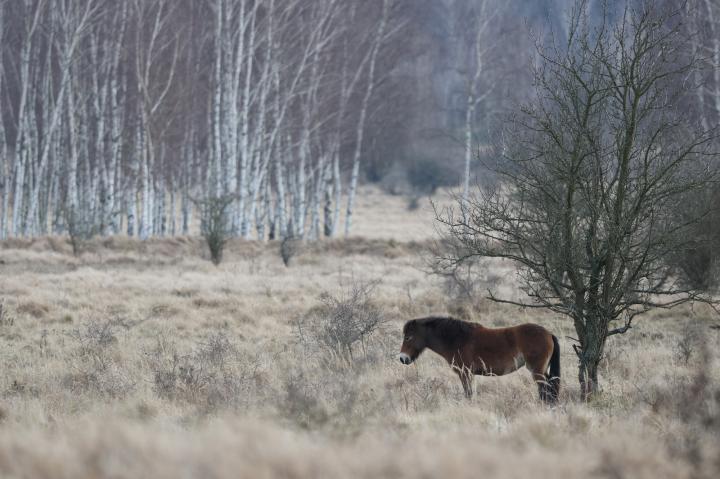 Kůň divoký (Equus ferus)