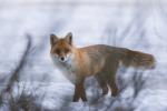  Liška obecná ( Vulpes Vulpes)
