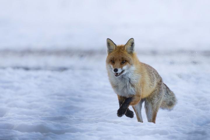  Liška obecná ( Vulpes Vulpes)