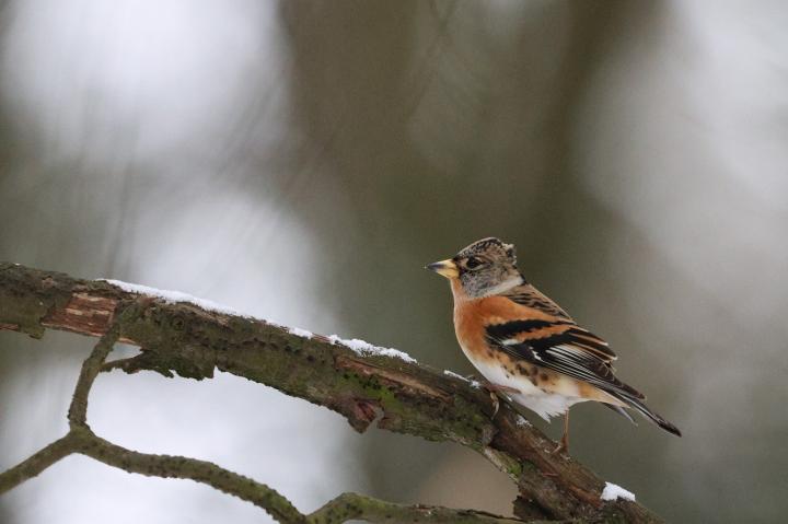 Pěnkava jikavec (Fringilla montifringilla)