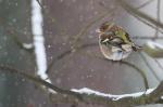 Pěnkava obecná (Fringilla coelebs)