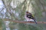 Pěnkava obecná (Fringilla coelebs)