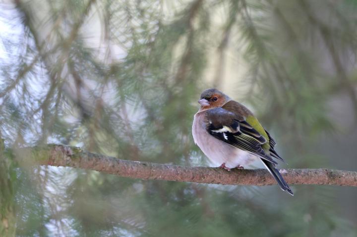 Pěnkava obecná (Fringilla coelebs)