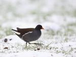 Slípka zelenonohá (Gallinula chloropus)