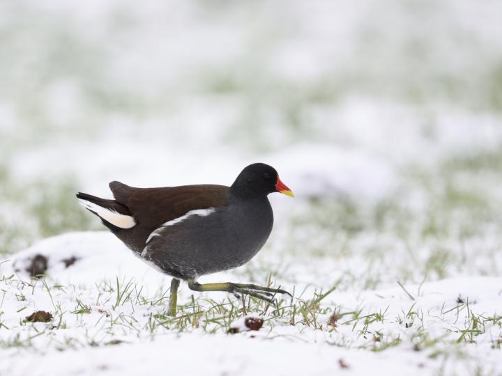 Slípka zelenonohá (Gallinula chloropus)