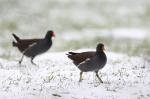 Slípka zelenonohá (Gallinula chloropus)