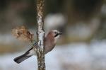 Sojka obecná (Garrulus glandarius)