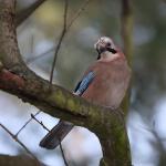 Sojka obecná (Garrulus glandarius)