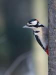 Strakapoud velký (Dendrocopos major)