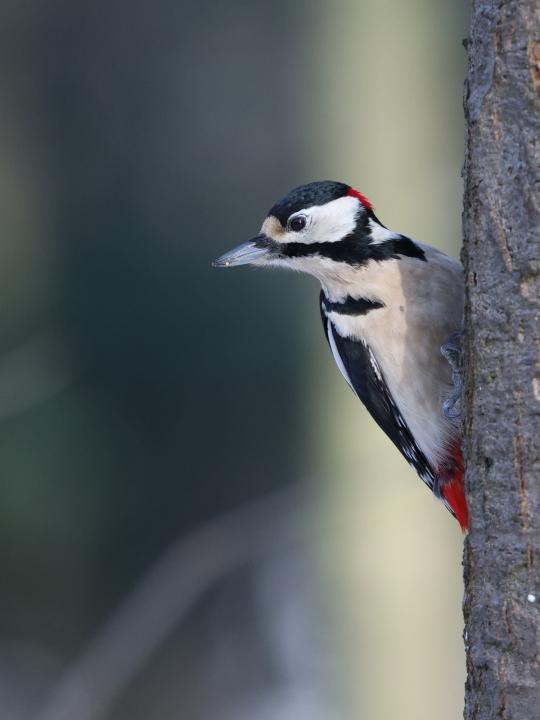 Strakapoud velký (Dendrocopos major)
