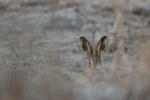Zajíc polní  (Lepus europaeus)