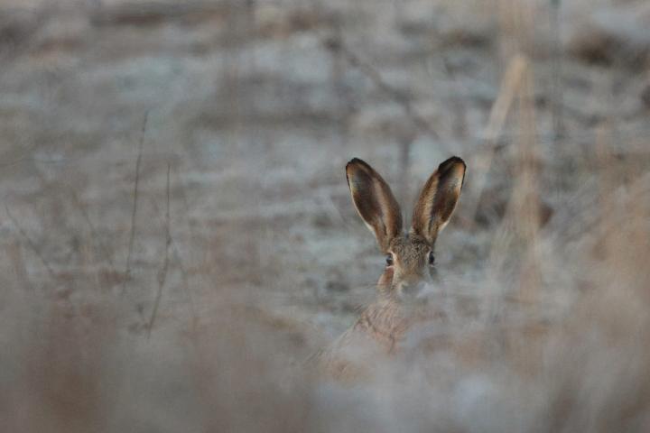 Zajíc polní  (Lepus europaeus)