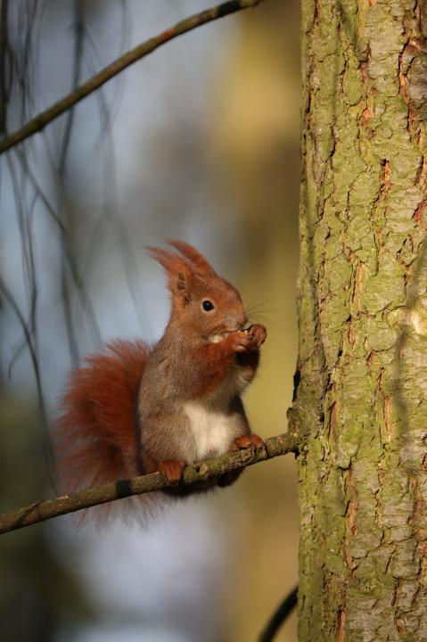 Veverka obecná (Sciurus vulgaris)