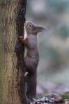 Veverka obecná (Sciurus vulgaris)