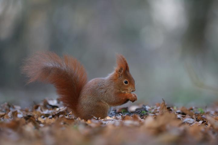 Veverka obecná (Sciurus vulgaris)