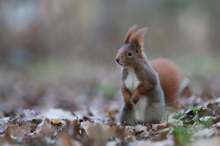 Veverka obecná (Sciurus vulgaris)