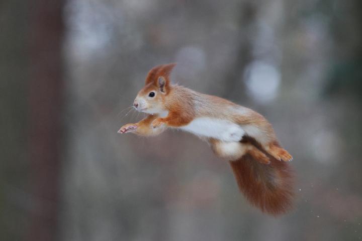 Veverka obecná (Sciurus vulgaris)