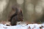 Veverka obecná (Sciurus vulgaris)