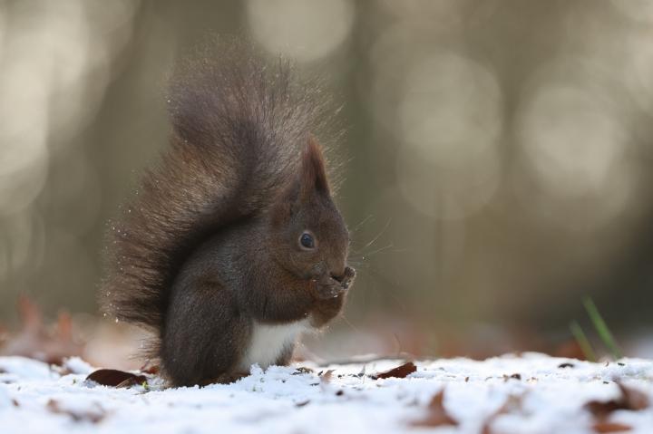Veverka obecná (Sciurus vulgaris)